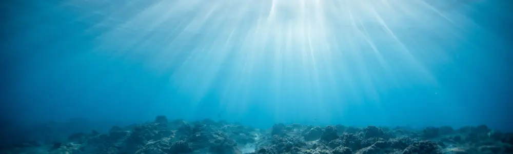 The Cultural Arts Alliance has selected these seven artists to be featured in their underwater exhibit: